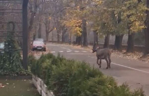 Magarac šetao ulicama Novog