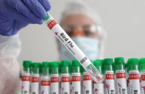 Austrija proglašena rizičnim područjem: Izbila zaraza ptičjom gripom