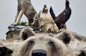 Pao na granici: Državljanin BiH krijumčario trofeje zaštićenih vrsta