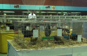 U Prijedoru otvorena izložba sitnih životinja: Blizu 1500 eksponata