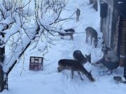 Nesvakidašnji prizor na Palama: Četiri srne i srndać prišli čovjeku i jele mu iz ruke