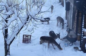 Nesvakidašnji prizor na Palama: Četiri srne i srndać prišli čovjeku i jele mu iz ruke