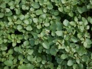 Ovo je najzdravija namirnica na svijetu, a većina ljudi je nikada nije probala