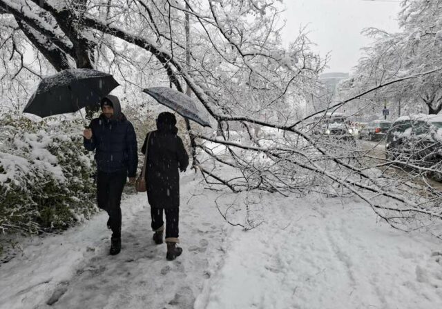 snijeg-drvo-trotoar-foto-Miomir-Jakovljevc-ringier-3-872x610