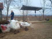 Lijepa priča iz sanskog sela: Neobično prijateljstvo čovjeka i labudova