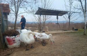 Lijepa priča iz sanskog sela: Neobično prijateljstvo čovjeka i labudova