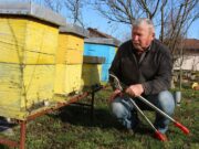 Fenomen prirode: Pčele rade u januaru