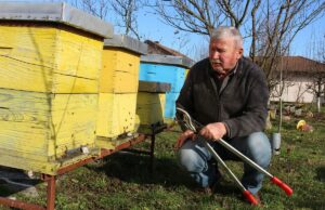 Fenomen prirode: Pčele rade u januaru