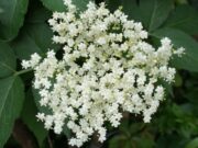 Čaj od zove posebno je cijenjen u zimskim mjesecima: Pomaže kod prehlade, smanjuje stres i opušta