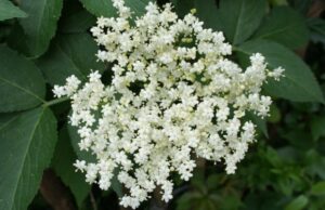 Čaj od zove posebno je cijenjen u zimskim mjesecima: Pomaže kod prehlade, smanjuje stres i opušta