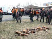 Prijedor: Pet lisica i jedan šakal odstrijeljeni u hajci na predatore