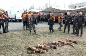 Prijedor: Pet lisica i jedan šakal odstrijeljeni u hajci na predatore