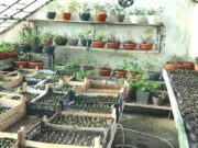 U toku pripreme cvijeće za proljetno uljepšavanje grada i prodaju građanima