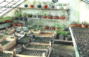 U toku pripreme cvijeće za proljetno uljepšavanje grada i prodaju građanima