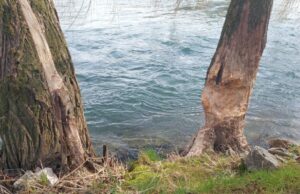 Sanski Most: Dabrovi prave štete na priobalnom drveću