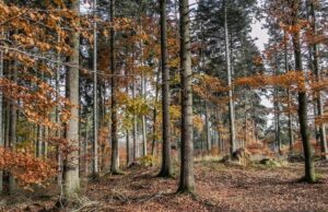 Vršimo otkup hrastovih trupaca i šume