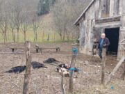 Sanski Most: Milanu psi lutalice tokom noći usmrtile šestoro jagnjadi i pričinili veliku štetu