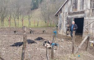 Sanski Most: Milanu psi lutalice tokom noći usmrtile šestoro jagnjadi i pričinili veliku štetu