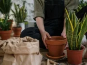 Idealna sobna biljka: Izgleda lijepo, a ne zahtijeva puno brige