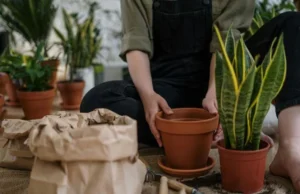 Idealna sobna biljka: Izgleda lijepo, a ne zahtijeva puno brige