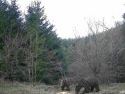 Obronci Grmeča: Medvjedi prekinuli zimski san i tragaju za hranom