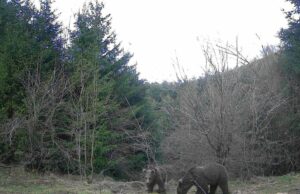 Obronci Grmeča: Medvjedi prekinuli zimski san i tragaju za hranom