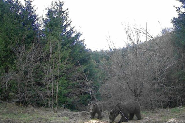 20250321074534_894255