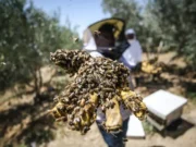 Ne možemo ni skupiti koliko se traži: Pčelinji otrov izvoze u Evropu, u BiH ga niko ne otkupljuje