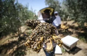 Ne možemo ni skupiti koliko se traži: Pčelinji otrov izvoze u Evropu, u BiH ga niko ne otkupljuje