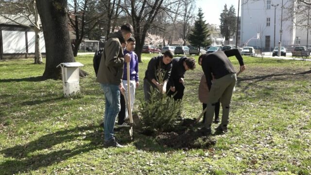 Ucenici-zasadili-10-Pancicevih-omorika-1068x601