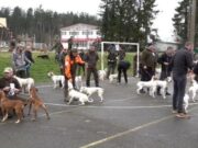 U Knežici održana specijalna izložba pasa šeste FCI grupe