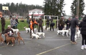 U Knežici održana specijalna izložba pasa šeste FCI grupe