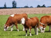 Antraks stigao u BiH, stoka umire!