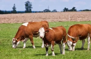 Antraks stigao u BiH, stoka umire!