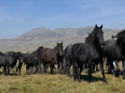 BBC o Bosni i Hercegovini: Evropska zemlja u kojoj konji slobodno lutaju