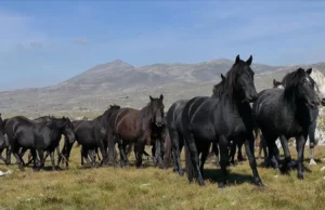 BBC o Bosni i Hercegovini: Evropska zemlja u kojoj konji slobodno lutaju