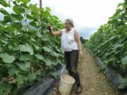 Propada proizvodnja kornišona: Nekada najperspektivnija grana poljoprivrede već pet godina bilježi pad