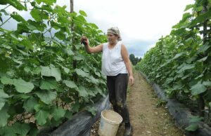 Propada proizvodnja kornišona: Nekada najperspektivnija grana poljoprivrede već pet godina bilježi pad