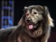 Postao najskuplja životinja na svijetu: Hibrid vuka i kavkaskog ovčara kupljen za 32,6 miliona dolara