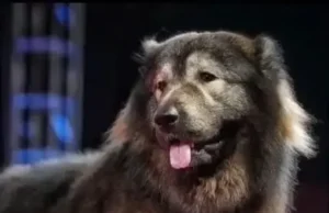 Postao najskuplja životinja na svijetu: Hibrid vuka i kavkaskog ovčara kupljen za 32,6 miliona dolara