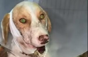 Povrijeđeni pas danas ide na operaciju, a potom u Italiju