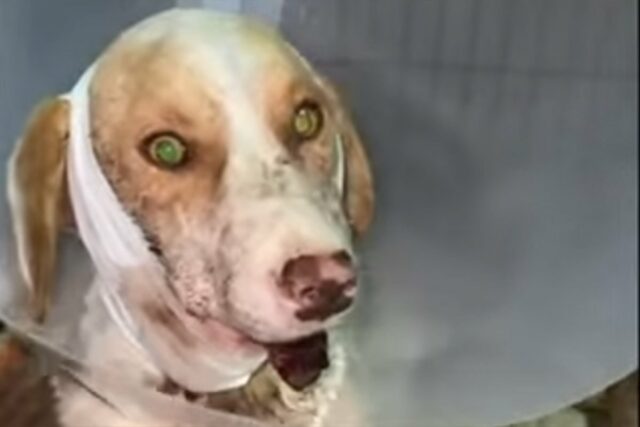 20250417080224_899616