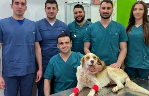 Operisan brutalno ranjeni pas Umut