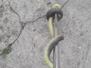 Toplo vrijeme izmamilo zmije