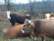 Medvjed u Bugojnu rastrgao kravu usred dana