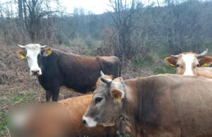 Medvjed u Bugojnu rastrgao kravu usred dana