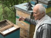 Pčelari u BiH zadovoljni prinosom, lažni med i dalje obara cijene