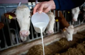 Farmeri u Sanskom Mostu u 2024. proizveli 7,1 milion litara mlijeka