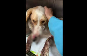 Aktivisti objavili snimak brutalno zlostavljanog psa kod Prijedora, sve prijavili policiji