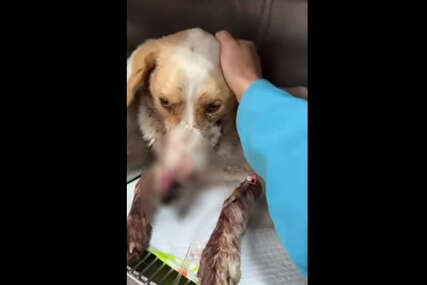 pas-povreda-foto-facebook-screenshot-427x285